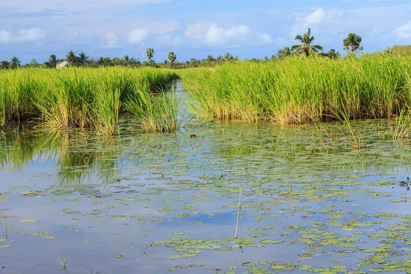 Ris fält landskap — Stockfoto