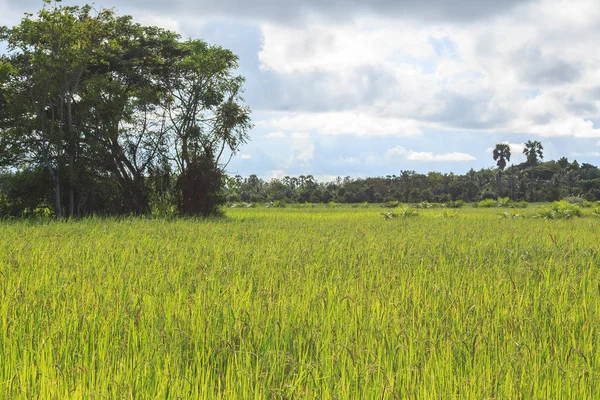 Campo de arroz verde — Fotografia de Stock