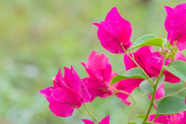 Flor de buganvilla rosa —  Fotos de Stock