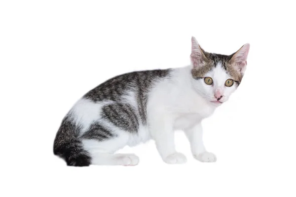 Schattige kleine Thaise kat — Stockfoto