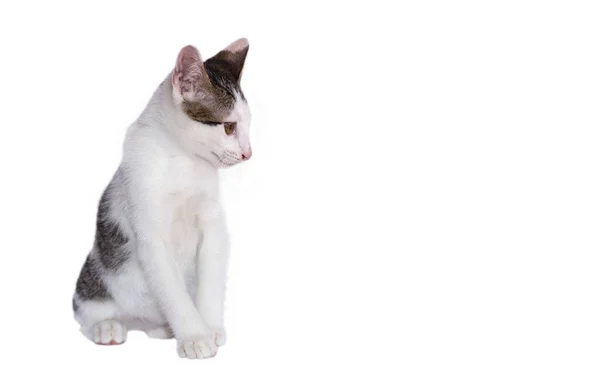 Очаровательная маленькая тайская кошка — стоковое фото