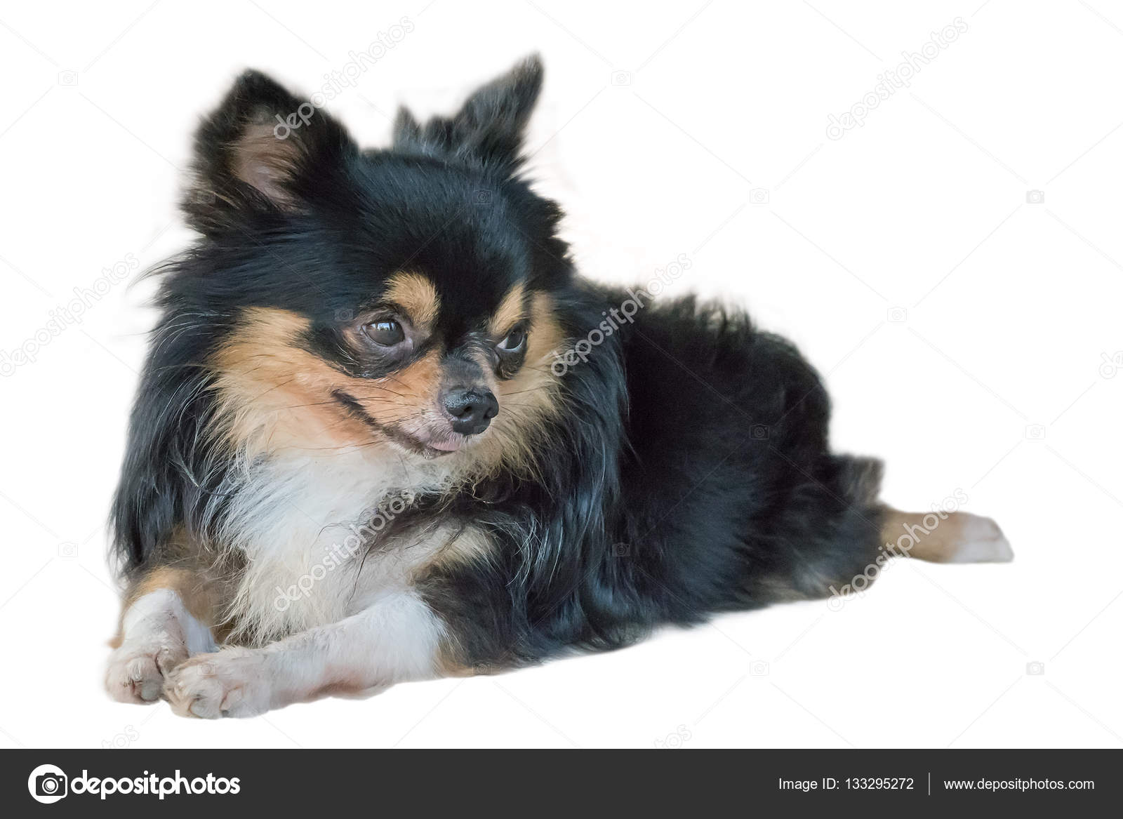 Chihuahua Dog Resting Stock Photo C Olovedog1 133295272