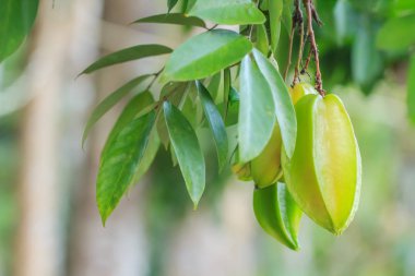 carambola veya starfruit