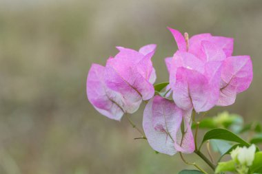 pembe Begonviller çiçek