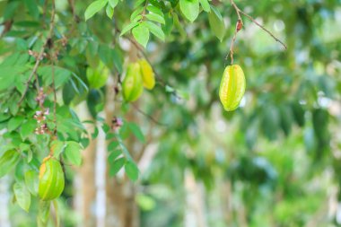 carambola veya starfruit