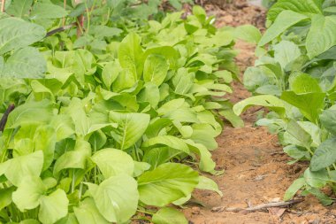 Çince lahana ve Çin lahanası