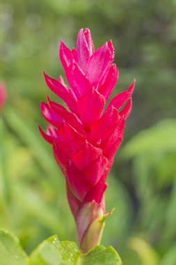 Kızıl kızıl çiçek