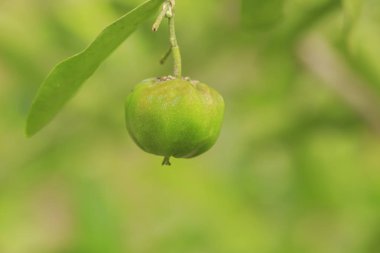 Acerola kiraz Tayland