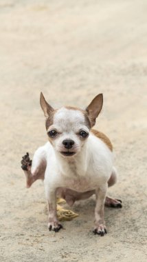 Chihuahua köpek peeing