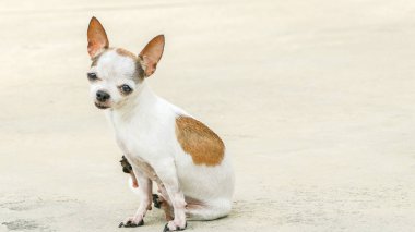 Chihuahua köpek tırmalamak