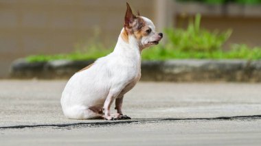 Güneşlenme Chihuahua köpek
