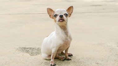 Güneşlenme Chihuahua köpek