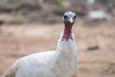 Beyaz Türkiye horoz