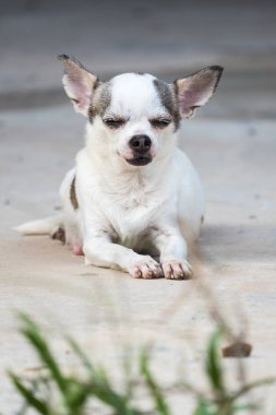 Chihuahua köpek dinlenme