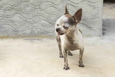 Dil yapışkanlık dışarı Chihuahua köpek