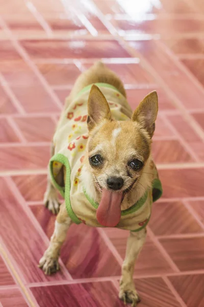 Chihuahua dog portrait — Stock Photo, Image