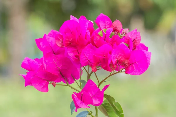 Roze bougainville bloem — Stockfoto