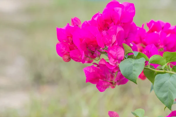 Roze bougainville bloem — Stockfoto