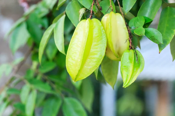 Carambola or starfruit — Stock Photo, Image