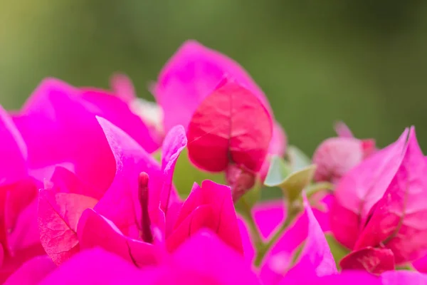 Fleur de bougainvillier rose — Photo