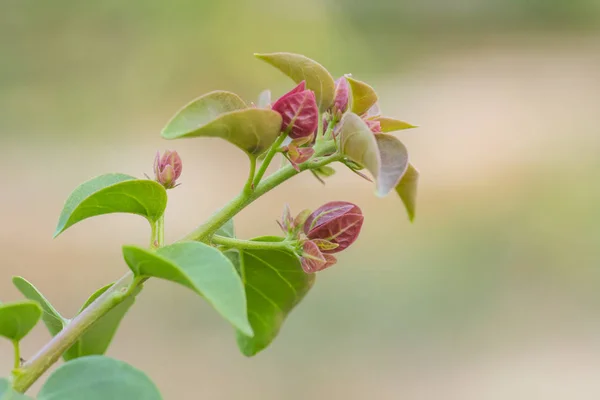 Blomman rosa bougainvillea — Stockfoto