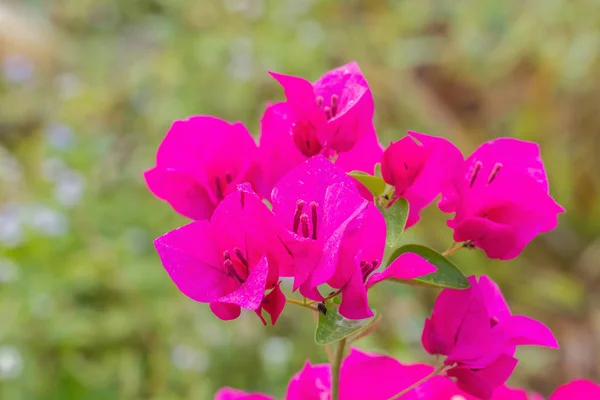 Fleur de bougainvillier rose — Photo