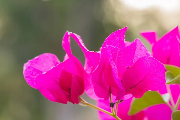 粉色叶子花 — 图库照片