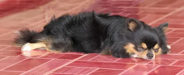 Chihuahua cão dormir no chão — Fotografia de Stock