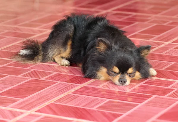 Chihuahua cão dormir no chão — Fotografia de Stock
