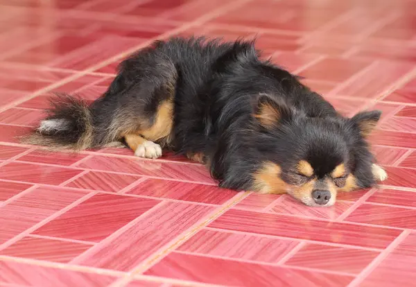 Chihuahua cão dormir no chão — Fotografia de Stock