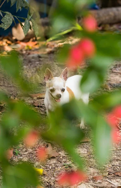 Chihuahua hond staande — Stockfoto