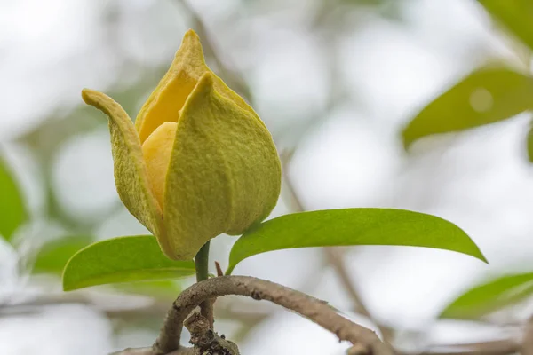 Soursop flower on tree — Stock Photo, Image