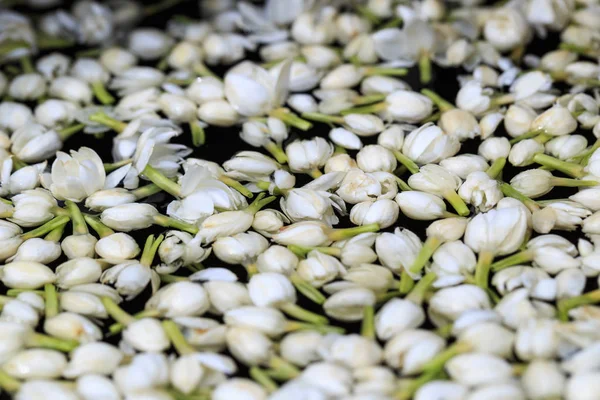 Jasmine flower background — Stock Photo, Image