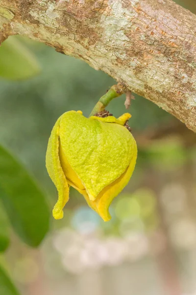 Soursop flor na árvore — Fotografia de Stock