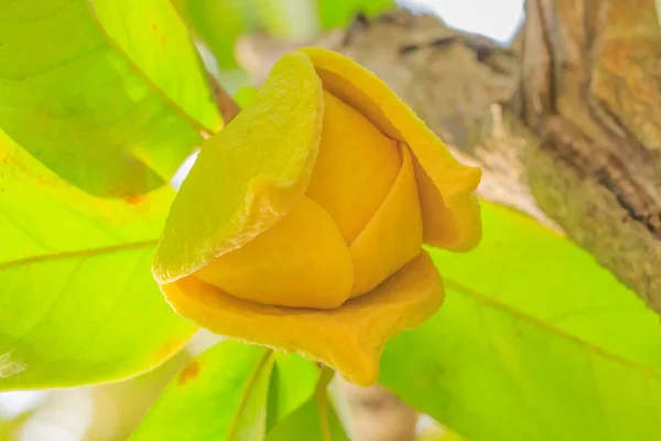 Soursop flower on tree — Stock Photo, Image