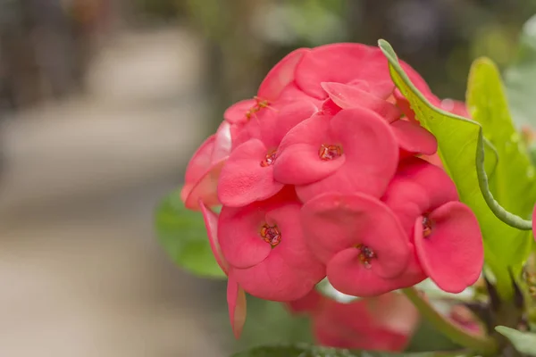 Kristi Thorn blommor — Stockfoto