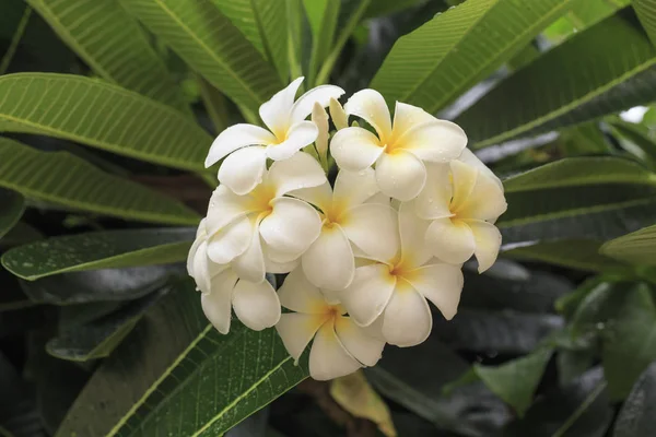 Tropická květina bílá plumeria — Stock fotografie