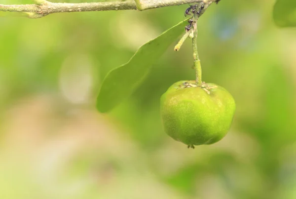 Acerola Kirsche aus Thailand — Stockfoto