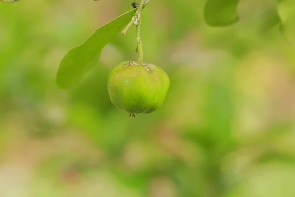 Acerola cereja da Tailândia — Fotografia de Stock