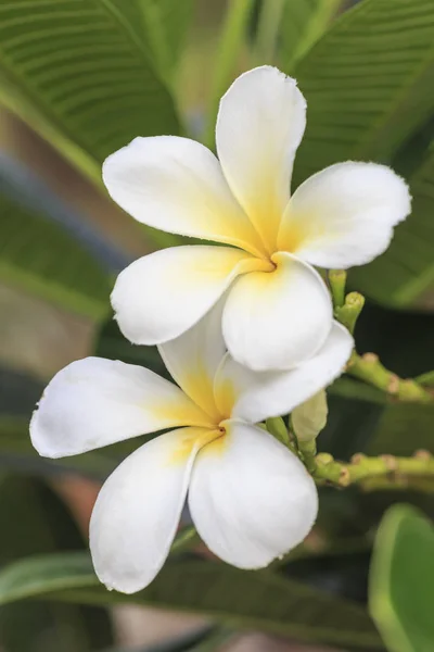 Vita plumeria tropisk blomma — Stockfoto
