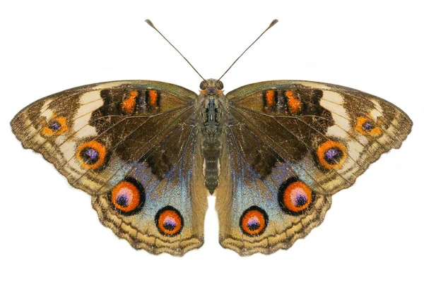 Buckeye Butterfly isolé sur blanc — Photo