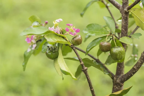 Сырая вишня и цветы — стоковое фото