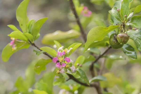 RAW körsbärs- och blomma — Stockfoto