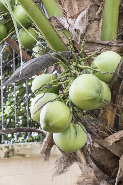 Grüne Kokosnuss auf Baum — Stockfoto