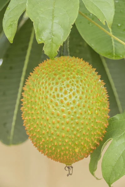 Calabaza amarga espinosa — Foto de Stock