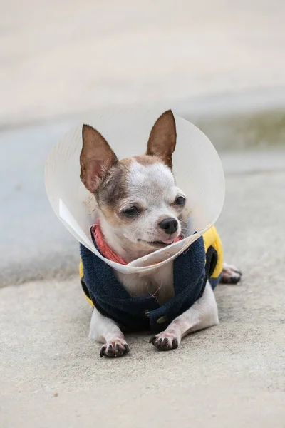 Chihuahua hond zonnebaden — Stockfoto