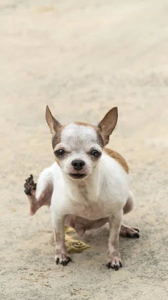 Pes Chihuahua močení — Stock fotografie