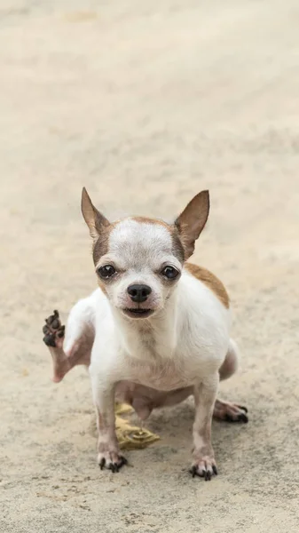 Chihuahua cão mijando — Fotografia de Stock