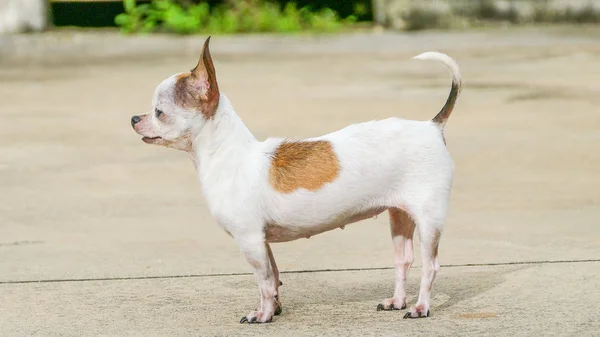 Chihuahua hond zonnebaden — Stockfoto