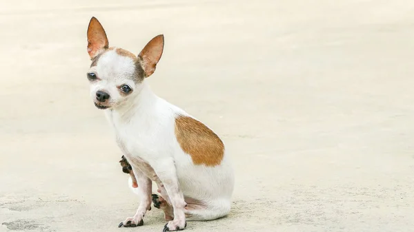 Chihuahua psa škrábání — Stock fotografie